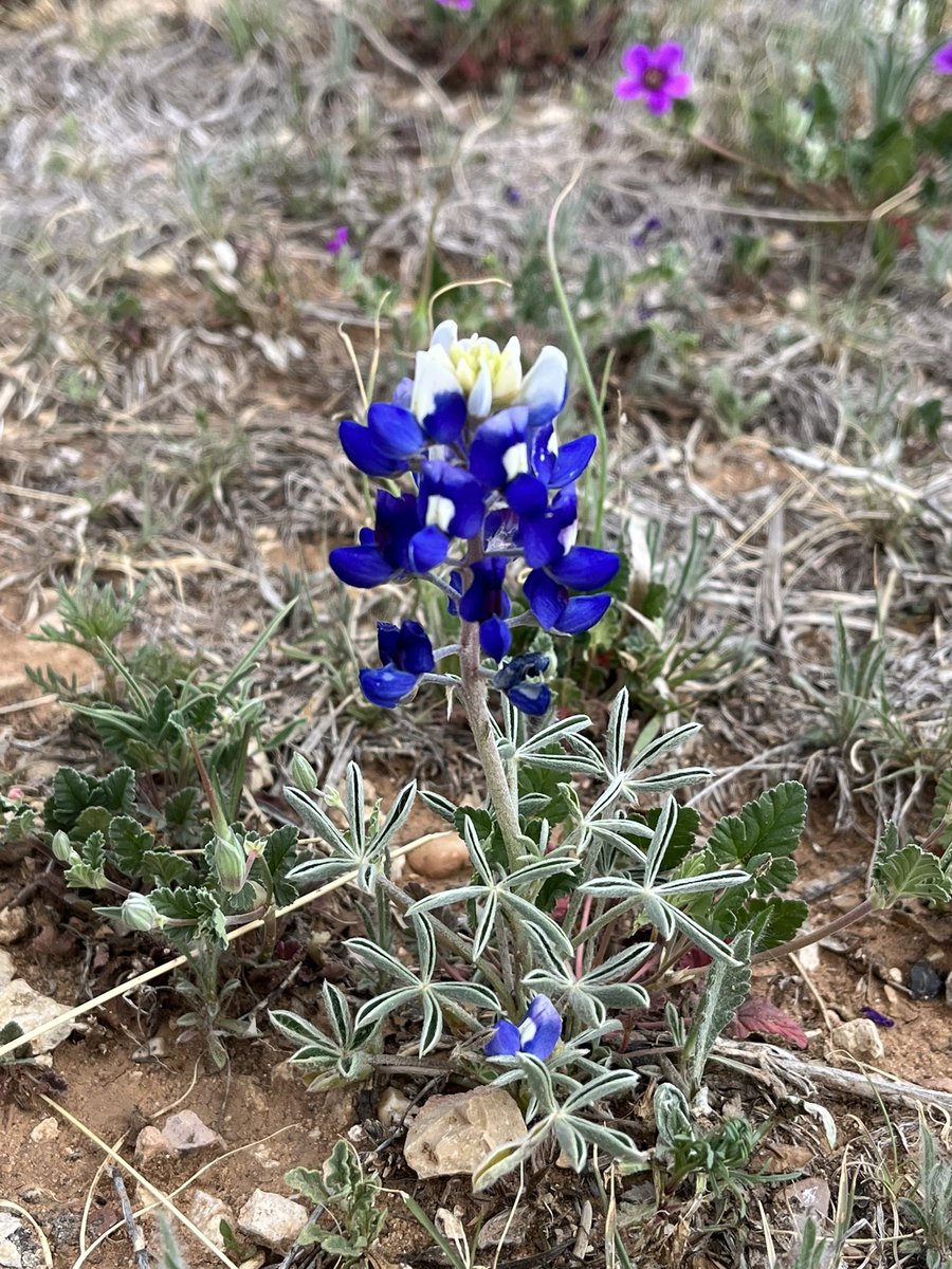 BDTSwagner's tweet photo. Sometimes, one needs to stop and smell the roses…. Or Bluebonnets https://t.co/KQF8aDg96T