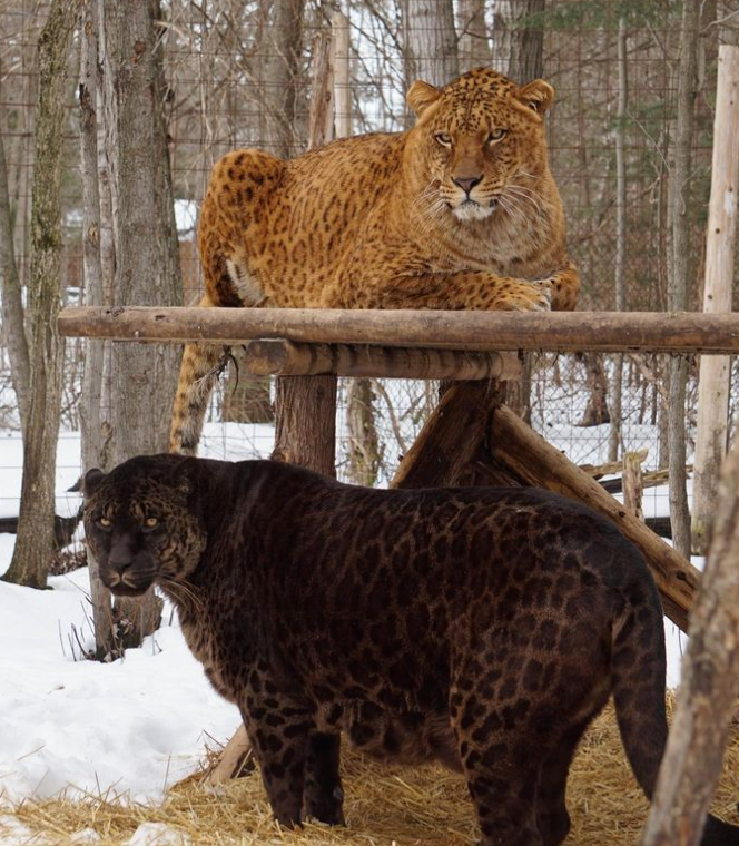 ruzzibarbara's tweet photo. Já ouviram falar no jaglion? É um híbido de uma onça-pintuda e uma leoa.

Só há registro oficial de dois espécimes no mundo todo e eles surgiram de um "acidente". https://t.co/8PLAqL7LPP