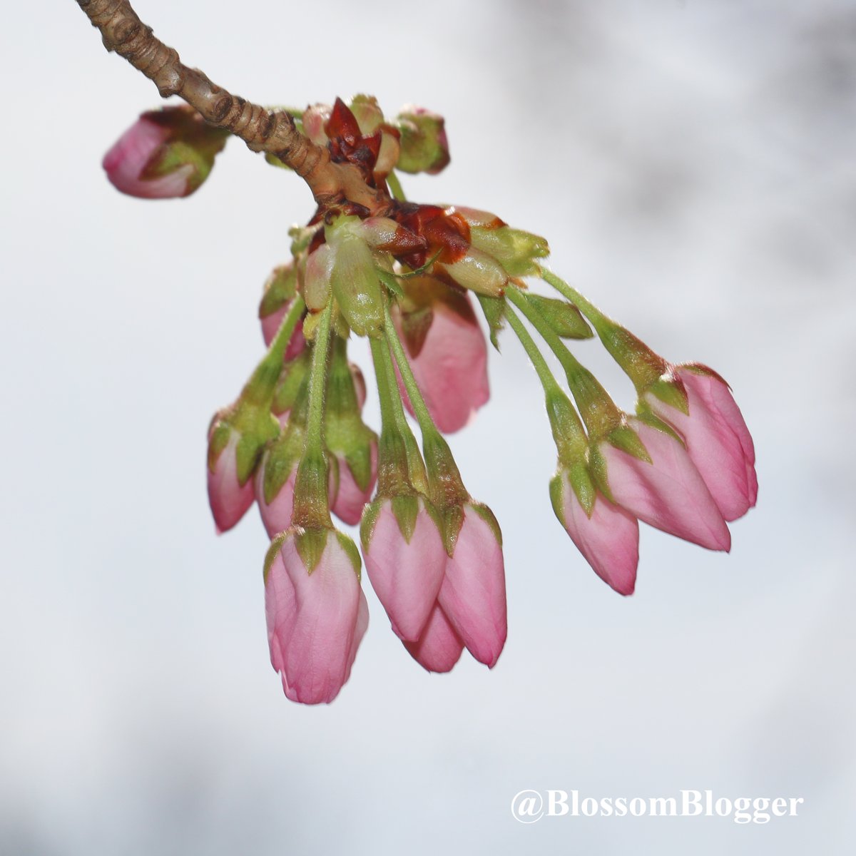 BlossomBlogger's tweet photo. Pretty pink purses ready to pop! This chill in the air today and tomorrow will slow them down a bit. Then watch out next week! They should be peaking midweek? Stay tuned!
#CTNatureFans #cherryblossoms #woostersquare
@cityofnewhaven @CTvisit @CaanhInc https://t.co/qqYblDoBOd