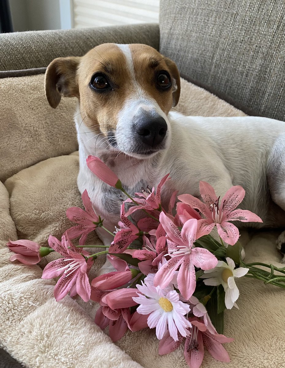 #EasterWeekend #flowers #HolySaturday2023 #dogs #DogsofTwittter 🌸🌺🌸
Happy Holy Saturday! Gonna try to give these flowers to the Easter Bunny… if I can stay awake tonight!🐣🐰🐇Baby Beatrice 💕🌸🐣🐰