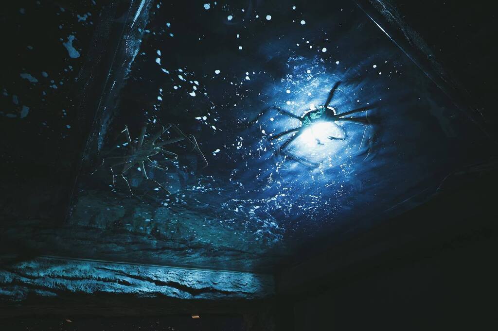 itsnelsonwei's tweet photo. #aquarium #xpark水族館 #taiwan 
.
.
.
.
.
##taoyuan #kingcrab #seahorse  #jelltfish #travelblogger #travelingram #traveltheworld #travelblog #travelingtheworld #traveladdict #travelphoto #travelpics #travellife #travelstoke #travelawesome #travelbug #tr… https://t.co/ixAnNio6go https://t.co/6IWedV2UDX