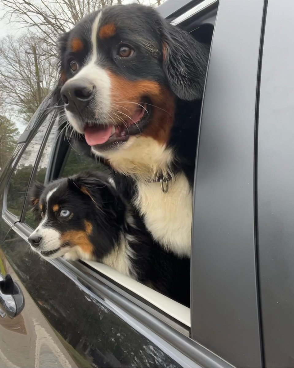 atlantapetlife's tweet photo. Headed into the rainy weekend like...
๐ถ Dany & Millie
Have a great weekend and stay dry out there!โค
#atlantapetlife #dogist #atlpets #furendly #atlantapets #atlantadogs #dogfeature #weratedogs #dailybarker https://t.co/aJl5QRod2H