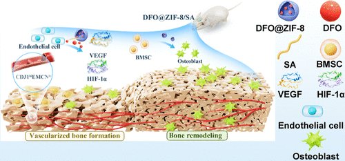 endothelialnews's tweet photo. Scientists from Sichuan University 👨‍🔬👩‍🔬 established a nano #deferoxamine-loaded #zeolitic imidazolate framework-8 (DFO@ZIF-8) drug delivery system 💊 to promote #angiogenesis–#osteogenesis coupling.

👀 Find out what they learnt in this @ACS_AMI study:
🔗 https://t.co/9Wrrzbk2PP https://t.co/4HWygGC0sf