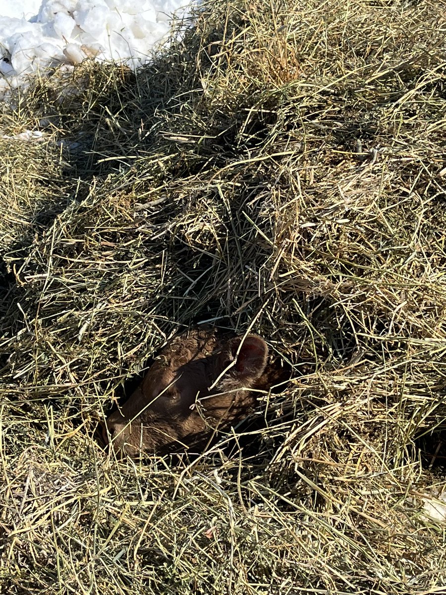 Bruce Curle tweet media