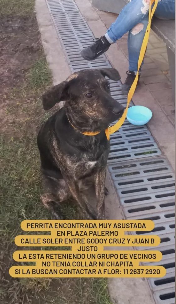 lagarzasosa_'s tweet image. Hola! Buscan a la dueña/o
Perrita encontrada en Plaza Palermo, Palermo CABA
Contacto flor 112637 2920
Rt por favor y muchas gracias 🌈