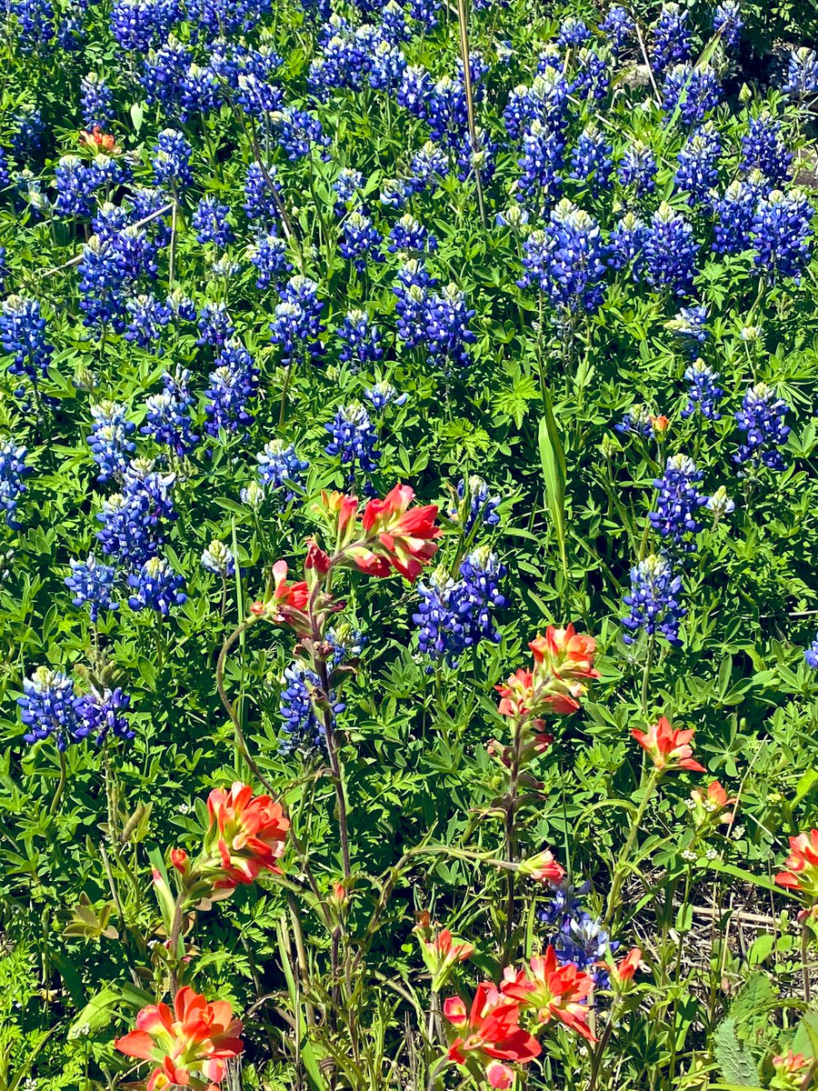 Bluebonnet season is here. Of course, I had to pull over to take the 📸 #toyotahighlander #tx @Toyota