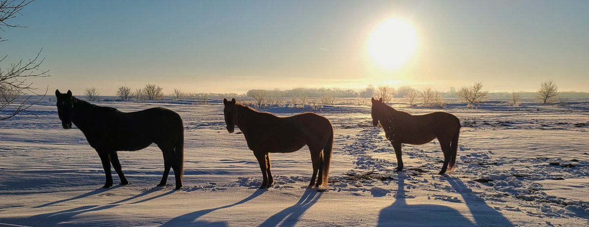 JBMEquiFarms's tweet image. Frosty &amp;amp; Foggy morning here 

#manitoba #wintervsspring 
#mbwx #Saturday #horses #morning #sunrise