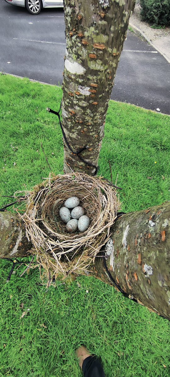 ericodonnell's tweet photo. @BirdWatchIE thrush has nested 5feet off the ground. Lots of cats in this area. Should I leave it alone or try put something around the tree to stop cats climbing to the nest when chicks hatch? https://t.co/mqDnJ3WSFn