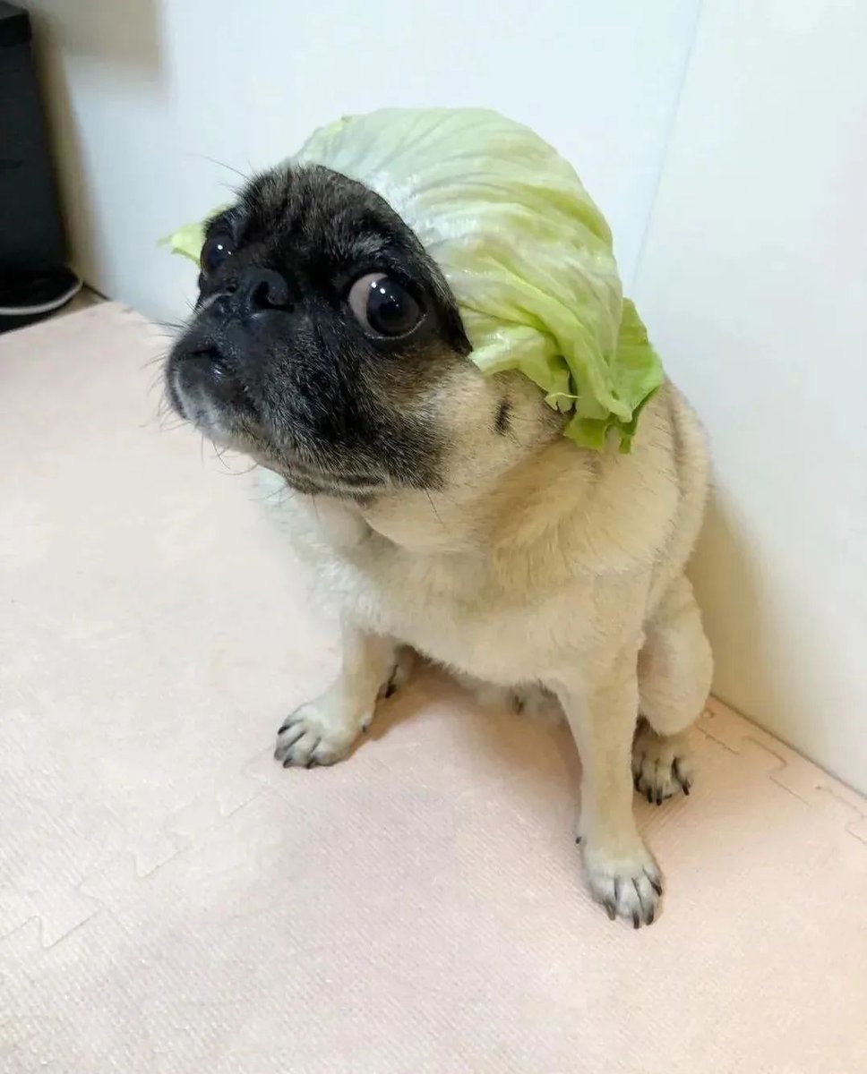 pugloverpublic's tweet photo. 8 Iconic Green Hairstyles in Kimchi History🥬 Which is your favourite? 👀"
😄😄😄😄😄 ~ double tap ❤❤ https://t.co/DFKcWKT2vj