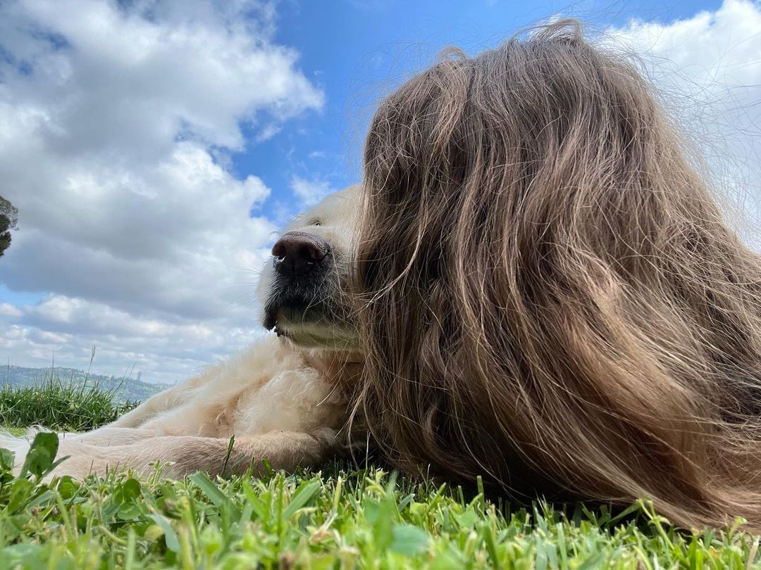 SerenaysLatam's tweet photo. 🆕️ Serenay desde Instagram "Mi hermosa Orfe del alma, te amo tanto ♥️🌹♾️
#SerenaySarıkaya #orfe https://t.co/3nF5ooakDa