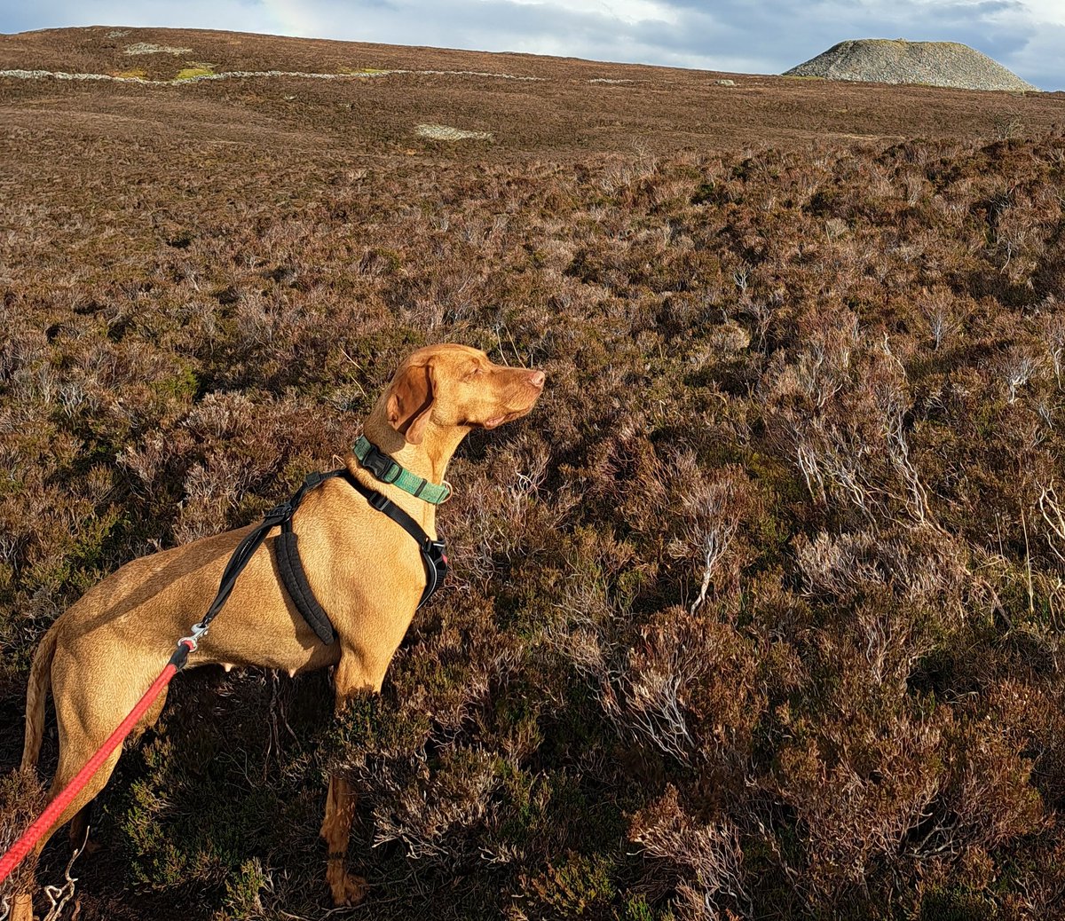 🐄Ed Payne #HilltopDairies🐄 tweet media