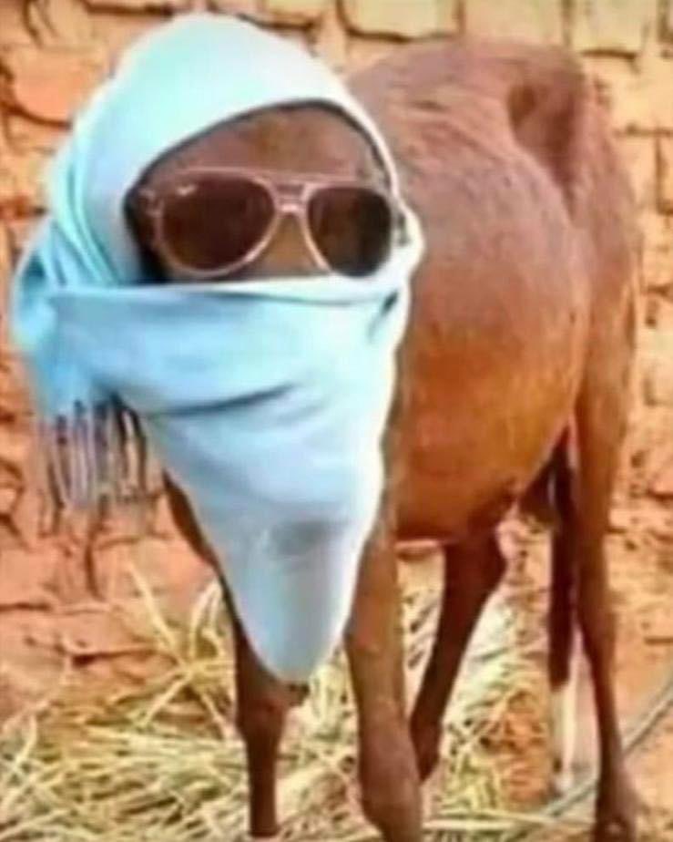 africanextaward's tweet photo. #DigbeuCravate Moi il y’a des choses que je ne comprends pas chez les filles là hein!
Toi même tu demandes à ce qu’on te prenne une photo, toi même tu fais semblant de ne pas savoir qu’on te prend la photo et puis toi même tu publies et tu fais comme tu es étonnée…c’est tout ça je veux éviter le 13 mai au Casino de Paris oh petit Michel Gohou apprenti dit aux passagers de se préparer on va démarrer
le 13 Mai du casino de Paris
a Gagnoa Prends vite ton tickets 👇
https://t.co/asNUK3Zmt5
Infoline +33 07 81 74 23 75