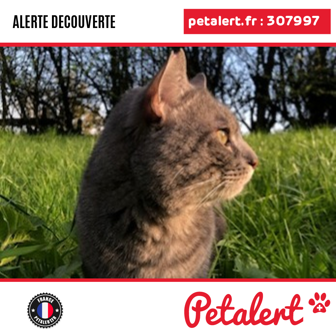 Trouvé #Chat #Marne #Epernay #Petalert  #PetAlert51 / p3t.co/HpjpS