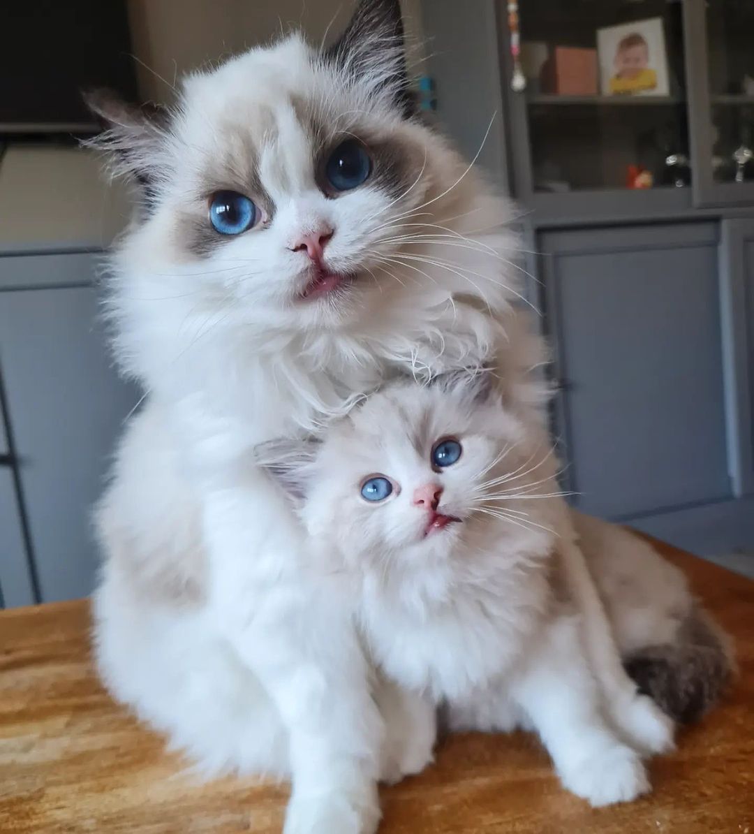 RagdollsClub's tweet photo. ❤️❤️
#ragdoll #ragdollcat #ragdollkitten #ragdollworld #ragdollkitty #instakitty #instagood #ragdolltwitter https://t.co/jmLyv1Uq8r