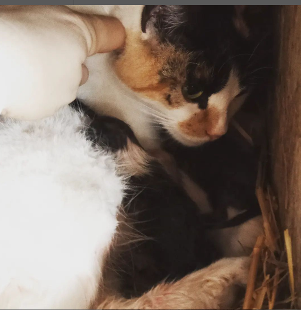 Well the #barncat had babies in the #chickencoop Not exactly was I was wanting but... #HappyEaster2023 🤷‍♀️😅