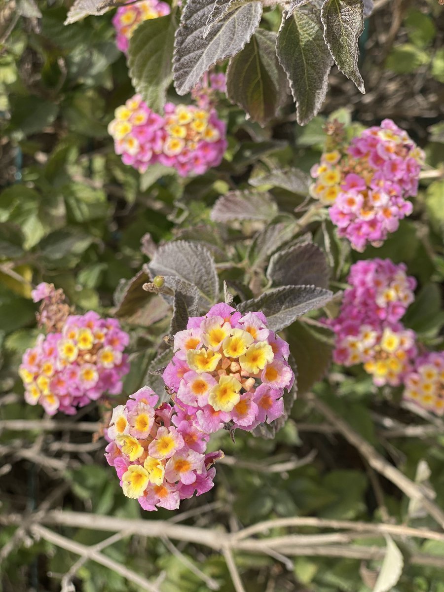 Connecting to nature is the best way to get inspired. #naturelover #flowerpower