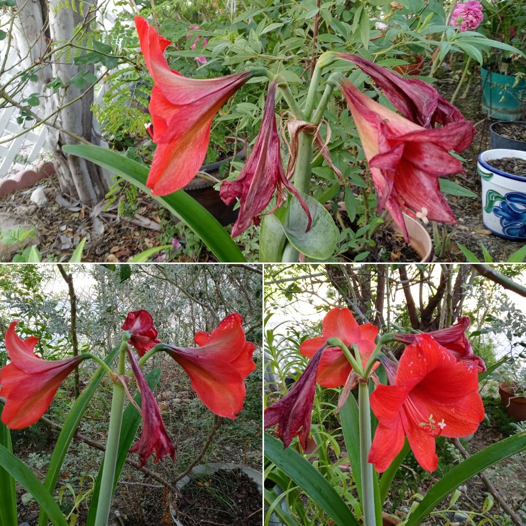 elkirbster's tweet photo. The #RedLilies almost done.
#Lirios #LirioCandelaria #LirioRojo #Lirio #Lily #RedLily
#EaglePass
#EaglePassGarden
#EaglePassGardening
#EaglePassTx
#EaglePassTexas
#VisitEaglePass
#Homegrown
#HomegrownEP
#HomegrownEaglePass
#HomegrownTX
#HomegrownTexas
#EPGarden
#EPGardening https://t.co/1UperHClxQ
