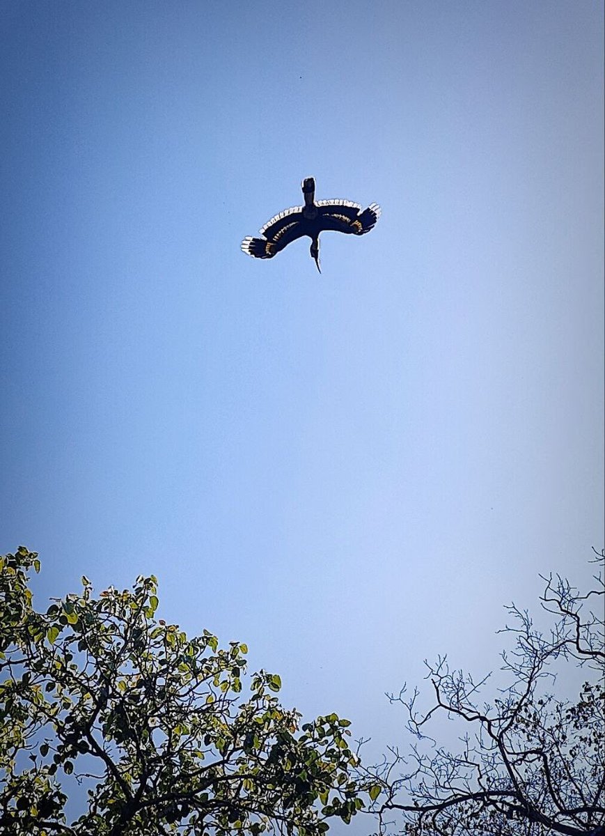 A peaceful world starts with how we treat our most vulnerables . Animal protection and its welfare is central to our healthy environment. Glimpses of at Jim Corbett National park, Uttarakhand. 

1.Fawn
2.Serpent eagle 
3.Deer
4.Hornbill