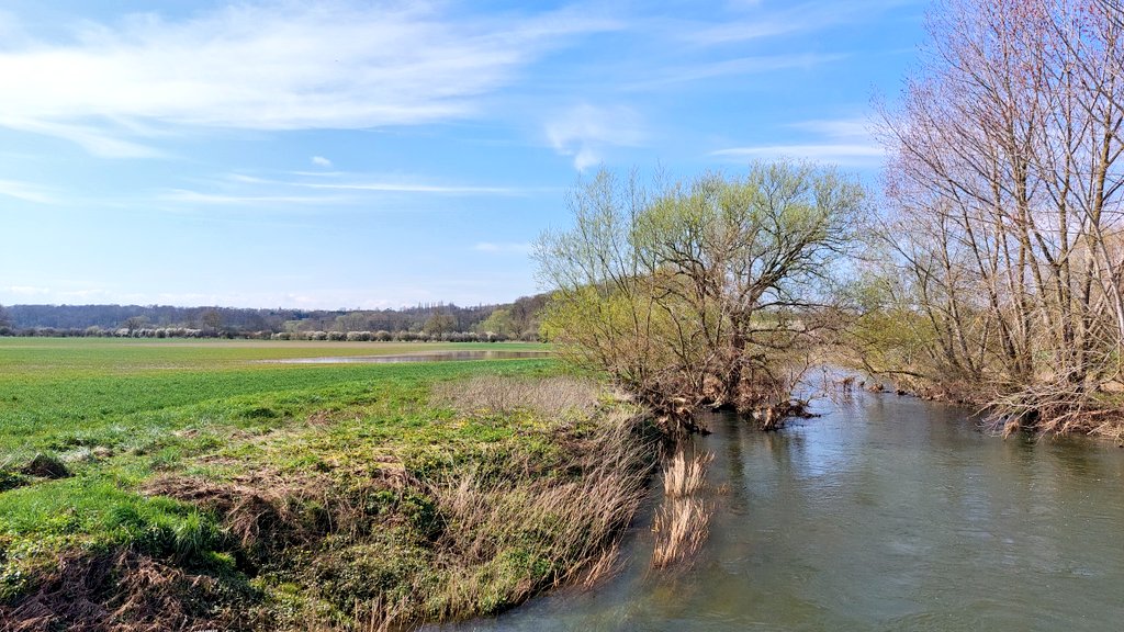 The madness of a wheat field as a #river floodplain. We urgently need to farm back from rivers as well as fixing sewage issues. This river, (Great? Ouse, Bedfordshire) used to have clear water for much of the year. Now, sadly, it has an almost permanent algal bloom