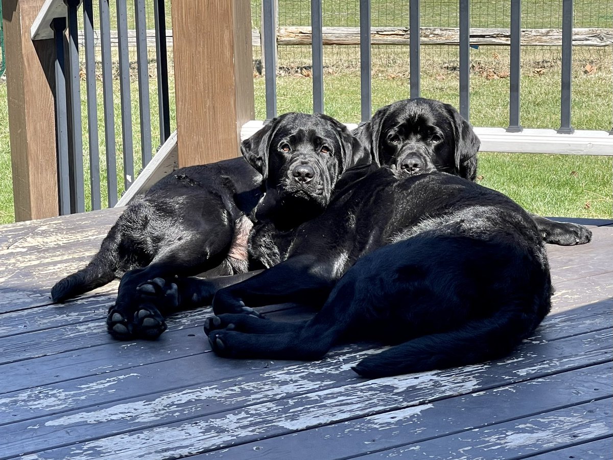Brothers sharing the last bit of deck sun on the most beautiful day of 2023 yet!