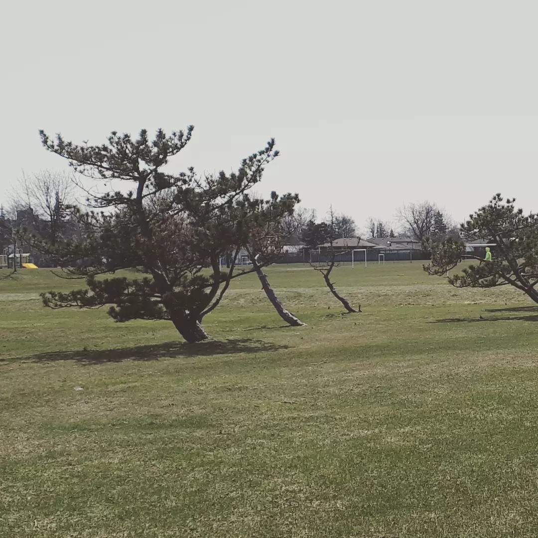 Meaghan_Edwards's tweet image. Windswept- Macassa Park  I love these windswept trees at #MacassaPark. The location is known more for @MHYSC
but their trees are just as special, and when they are in bloom = lovely  #HamOnt #parksofhamilton #parks #nature #environment #trees #treesofinstagram #WildEarth