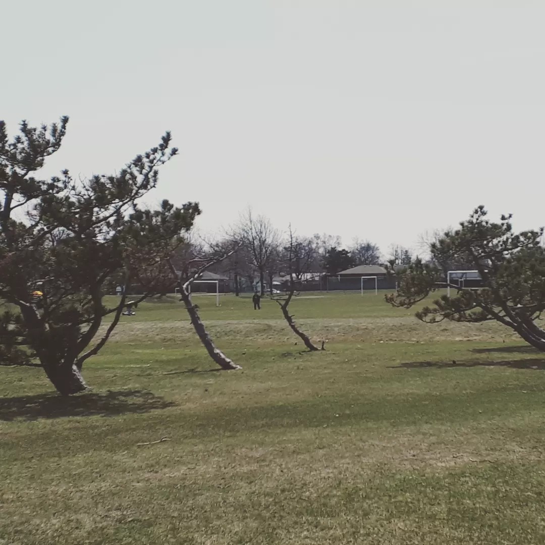 Meaghan_Edwards's tweet image. Windswept- Macassa Park  I love these windswept trees at #MacassaPark. The location is known more for @MHYSC
but their trees are just as special, and when they are in bloom = lovely  #HamOnt #parksofhamilton #parks #nature #environment #trees #treesofinstagram #WildEarth