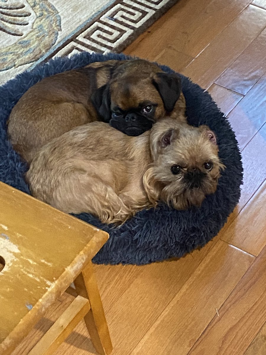 itStaalgood's tweet photo. @jayweinbergdrum Pearl & Mister Tibbs.Griff #7&8 to be part of our family Absolutely the most fun and loving dogs. #Velcrodogs #grifflove https://t.co/7HqvoU8WlA