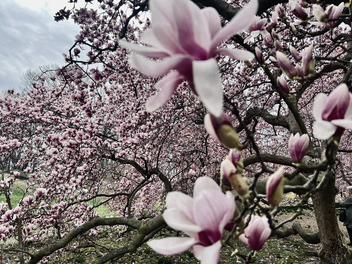 You can’t go wrong with cherry blossoms, but it’s also peak *magnolia* season at the <a href="/nybg/">New York Botanical Garden</a> :)