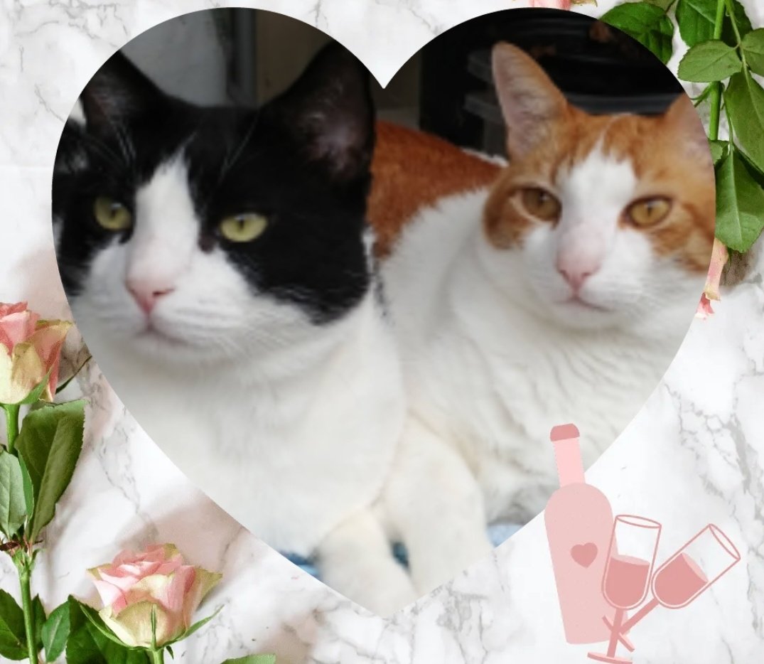 Kolohe and Keahi 😻😻 tweet media