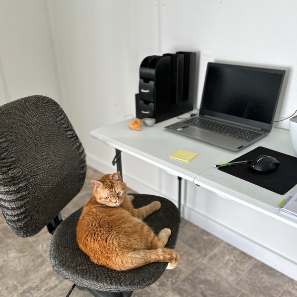 Ever wonder who is Tweeting? This is Bunny she works hard every day to make sure you see lots of content of her & all the cats here at Blind Cat Rescue! #Catsdoingthings