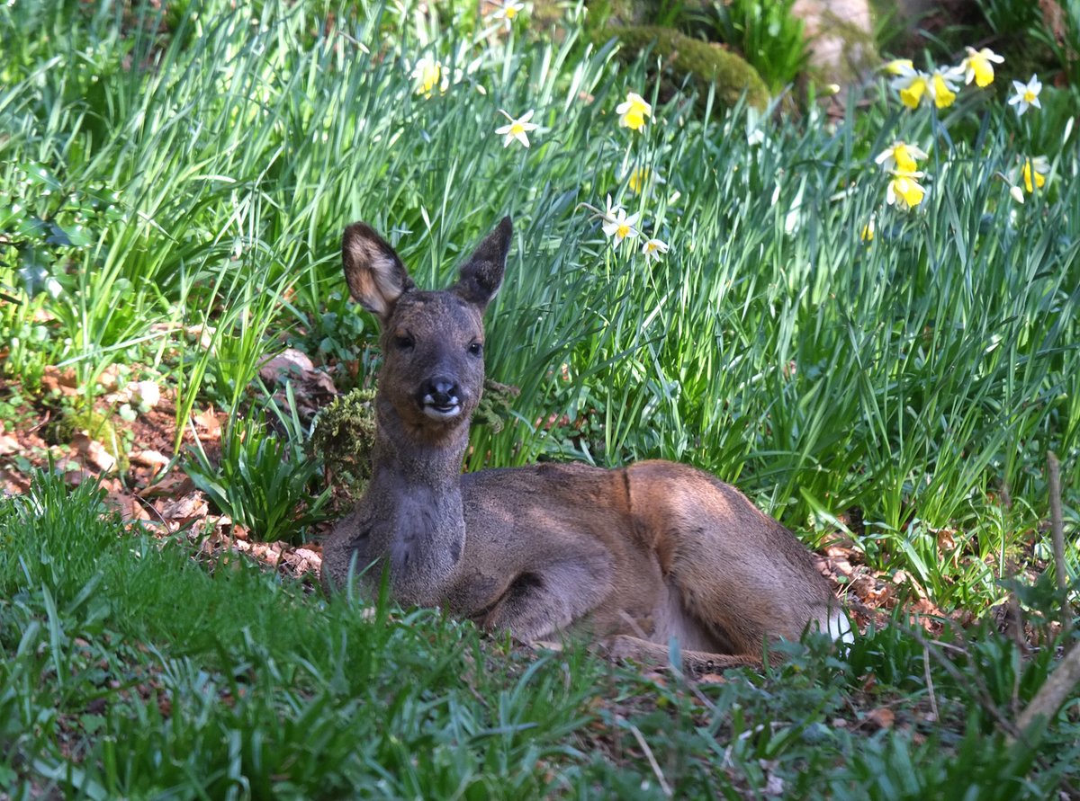 Roe deer in the garden