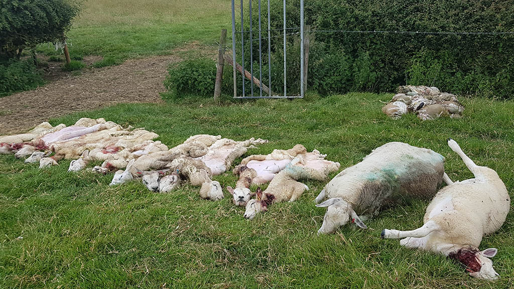 FarmersGuardian's tweet photo. Farmer 'heartbroken and furious' after 16 lambs killed in dog attack

Significantly tightened legislation seems to be doing little to prevent free running dogs attacking sheep in Scotland.

https://t.co/2IFqx8JxXt https://t.co/cbIdTndD3f