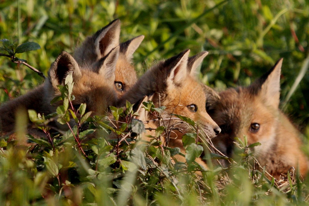 HourlyFoxes presents: