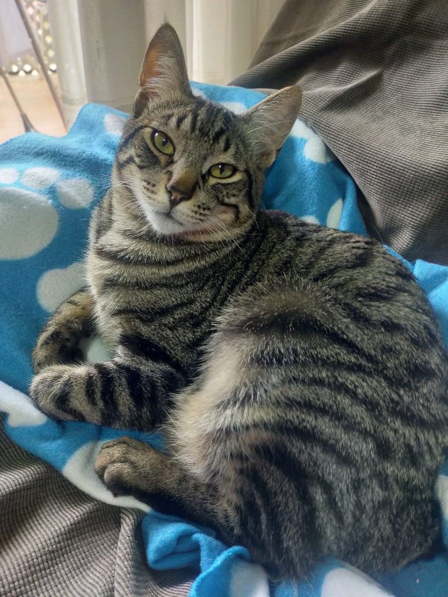 ZafiroProte's tweet photo. Poo está aburridísimo de tanto esperar a que alguien pregunte por adoptarle. ¡A quién no le va a gustar ese pelito atigrado! 

¿Le ayudamos con un RT a llegar hasta su futura familia romana del siglo I? 

🎂 9 meses
📍 Murcia
✈️ Puede viajar https://t.co/DEPwZwMqHs