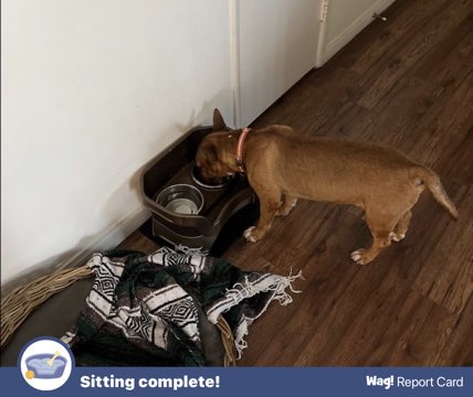RockC21's tweet photo. Benny had a pawsome Wag Sitting with Sammi! #wag #thebest https://t.co/642BPorp4W