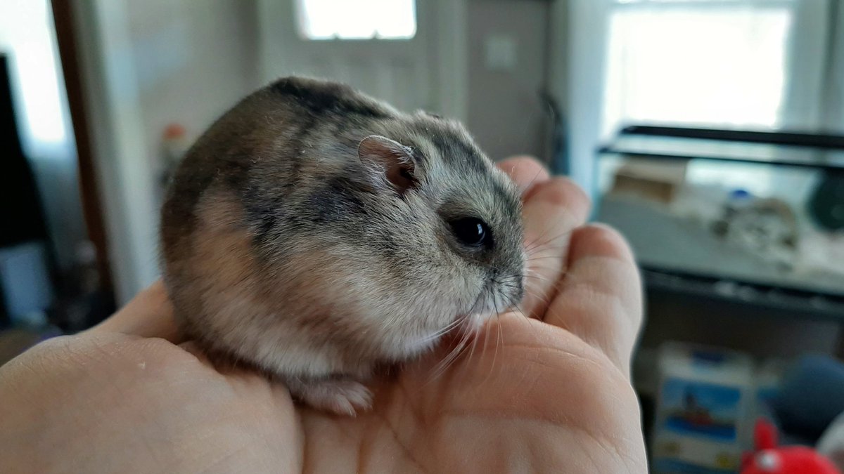 DobbyYellowDox's tweet photo. A smol ham https://t.co/62RbFxSr16