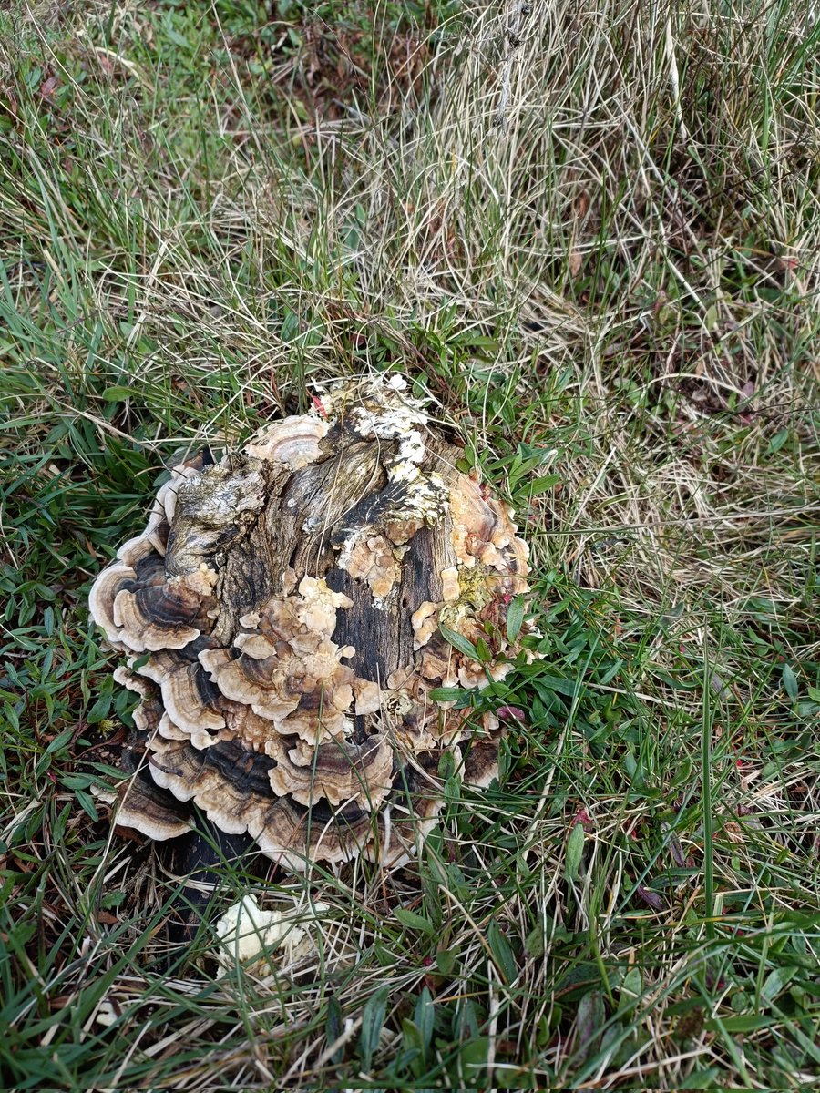 Just trying to id my first mushroom, are these both Trametes versicolor? 😊🍄 <a href="/botany_beck/">Rebecca Wheeler</a>
