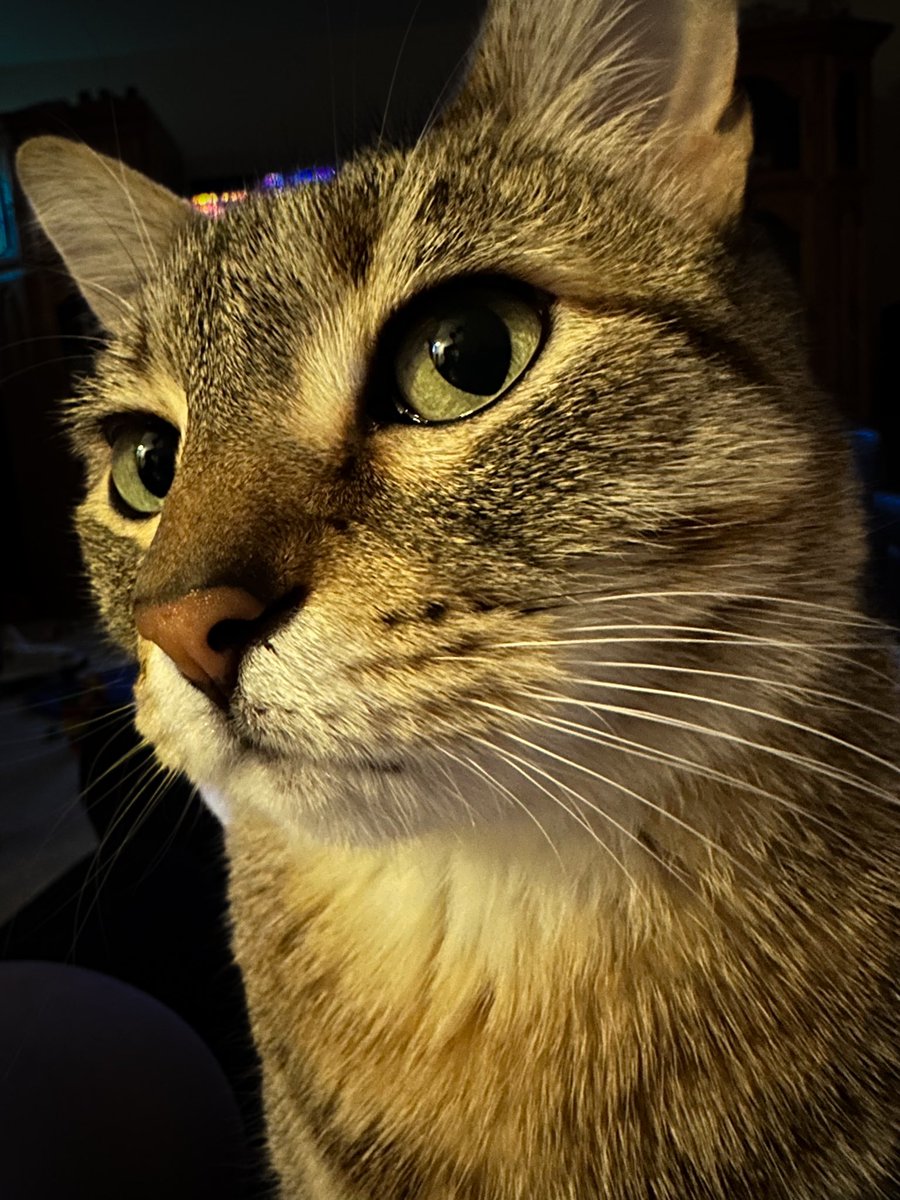 SEvanTownsend's tweet photo. Lily #Caturday #cats #catsofinstagram #tweetagain https://t.co/piJxLXibJ4