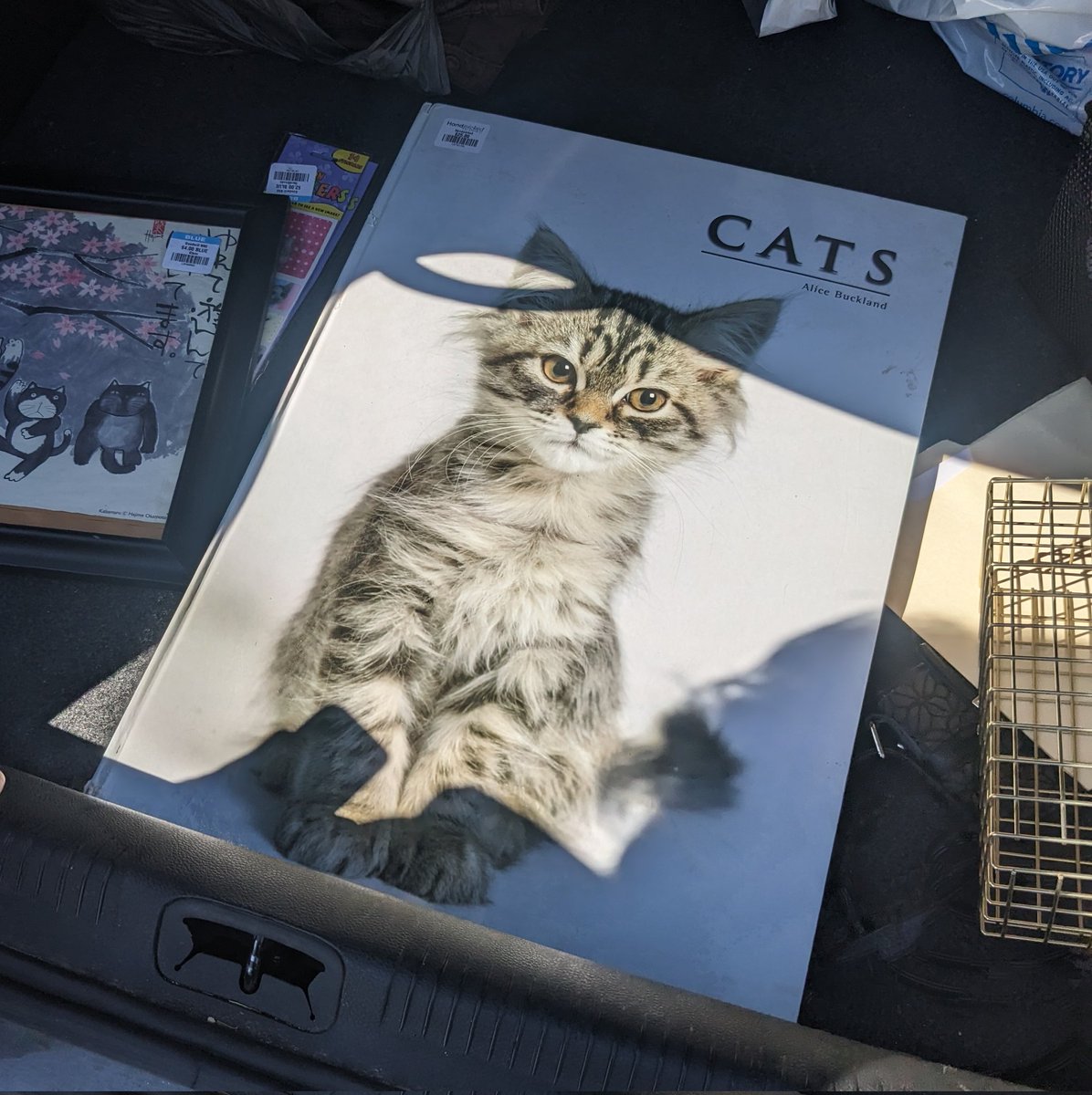 catwheezie on Twitter "OF COURSE I HAD TO BUY THE GIANT GOODWILL CAT BOOK"