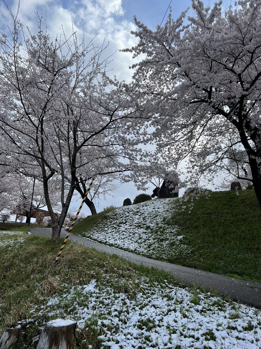 昨夜、酒田市の山沿いで深夜に季節外れの雪が少し積もっていました。
農作物についてはこれから、いろいろ定植が行われる事から、大きな影響は無いと思いますが何かありましたらいち早くお知らせします。
また、桜は既に満開になっている為に満開の桜と雪のコラボ風景を見たのは初めてかも⁉️