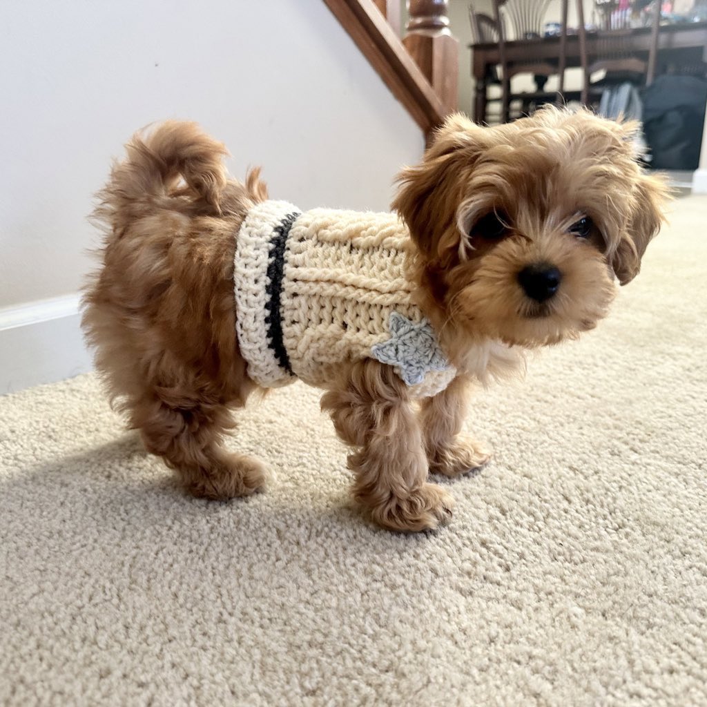 tl cleanse this is my mom’s puppy wearing a tiny cardigan that i made her. she weighs four pounds. reply with your own animals