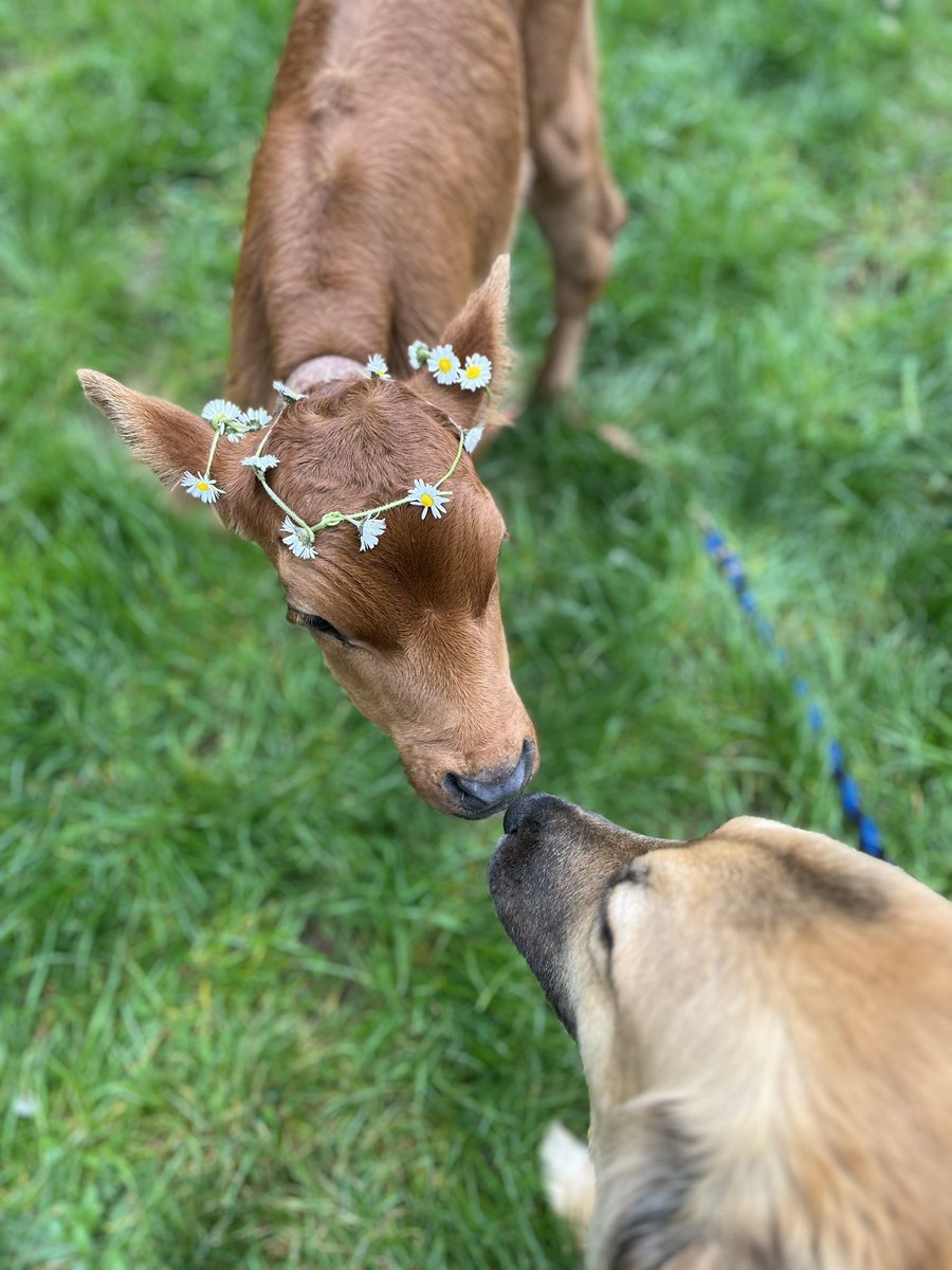 BeccaJonesTeach's tweet photo. Hello you ๐ฎ๐ธ
#farmlife #calf #bottlebaby #Daisy #daisychains https://t.co/AXzKVakMl6