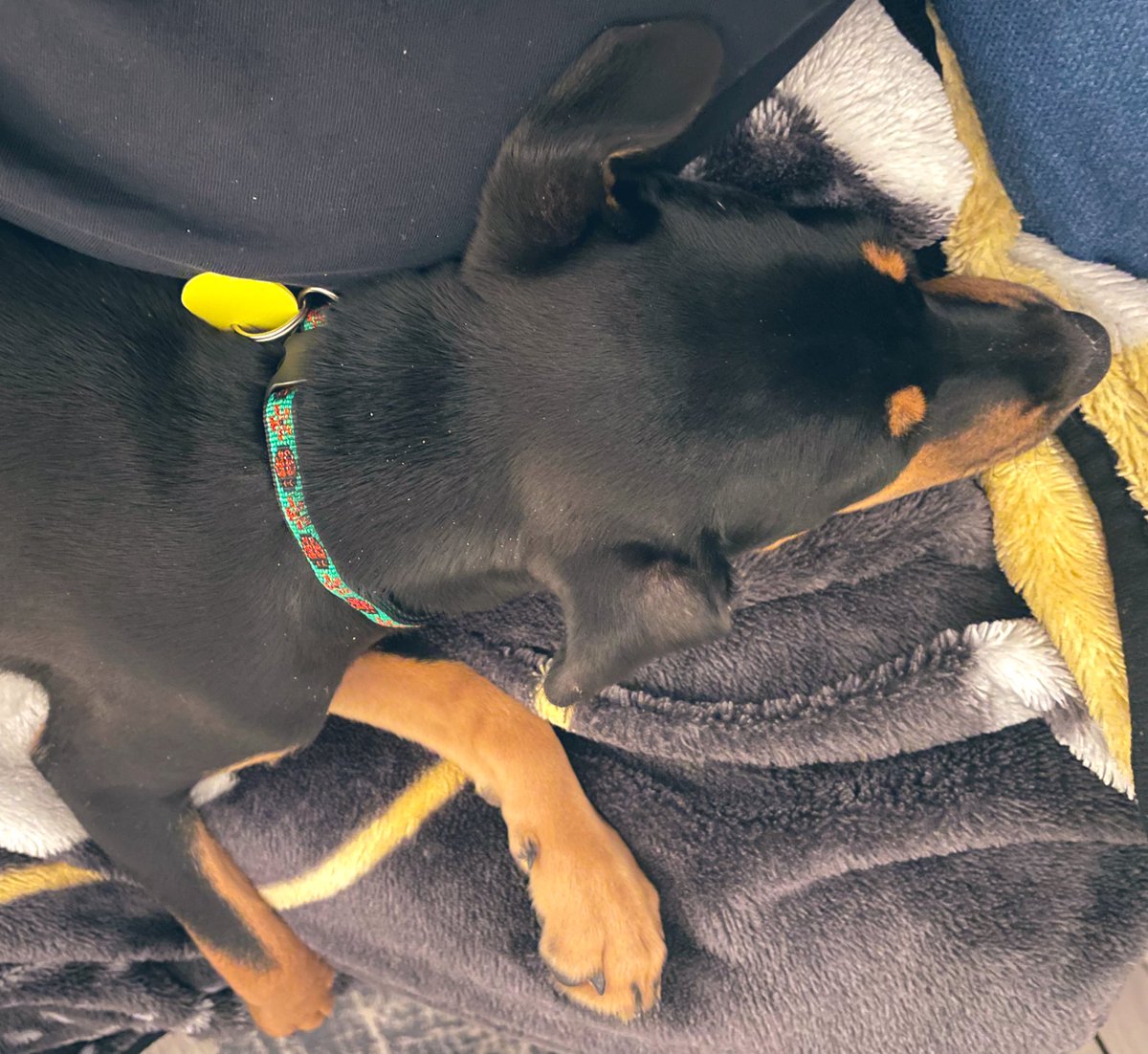 WineStainedLife's tweet photo. Note: will need to get Lola used to the “WOOOOOOOs!” I just scared her a bit 😂😂😂🙊🙊🙊 #LolaBaby #NHLBruins https://t.co/3eh3PFLzJf