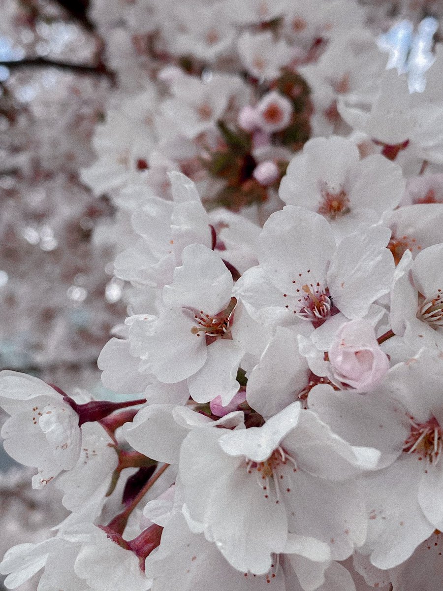 marcelorv24's tweet photo. 🌸�� https://t.co/JQ4Ty8rz5K