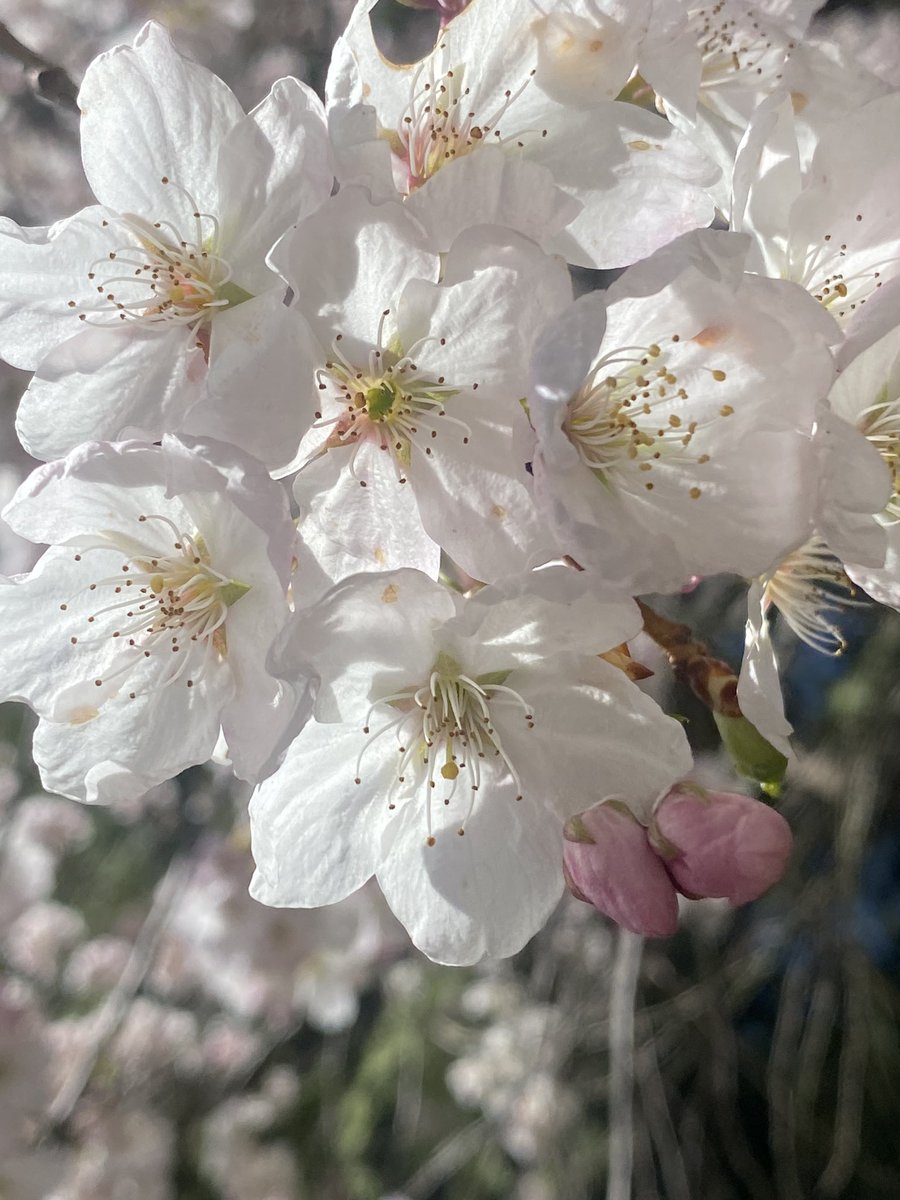 marcelorv24's tweet photo. 🌸�� https://t.co/JQ4Ty8rz5K