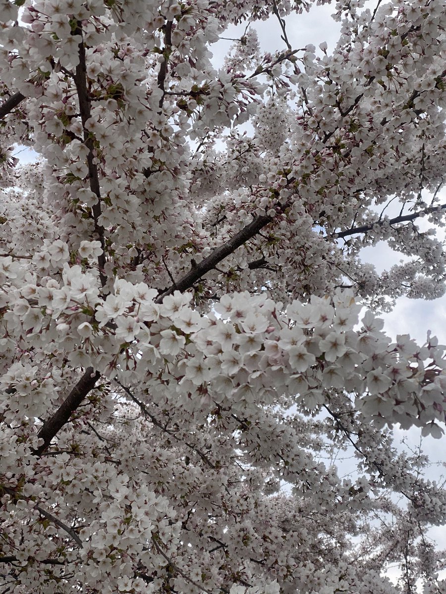 marcelorv24's tweet photo. 🌸�� https://t.co/JQ4Ty8rz5K