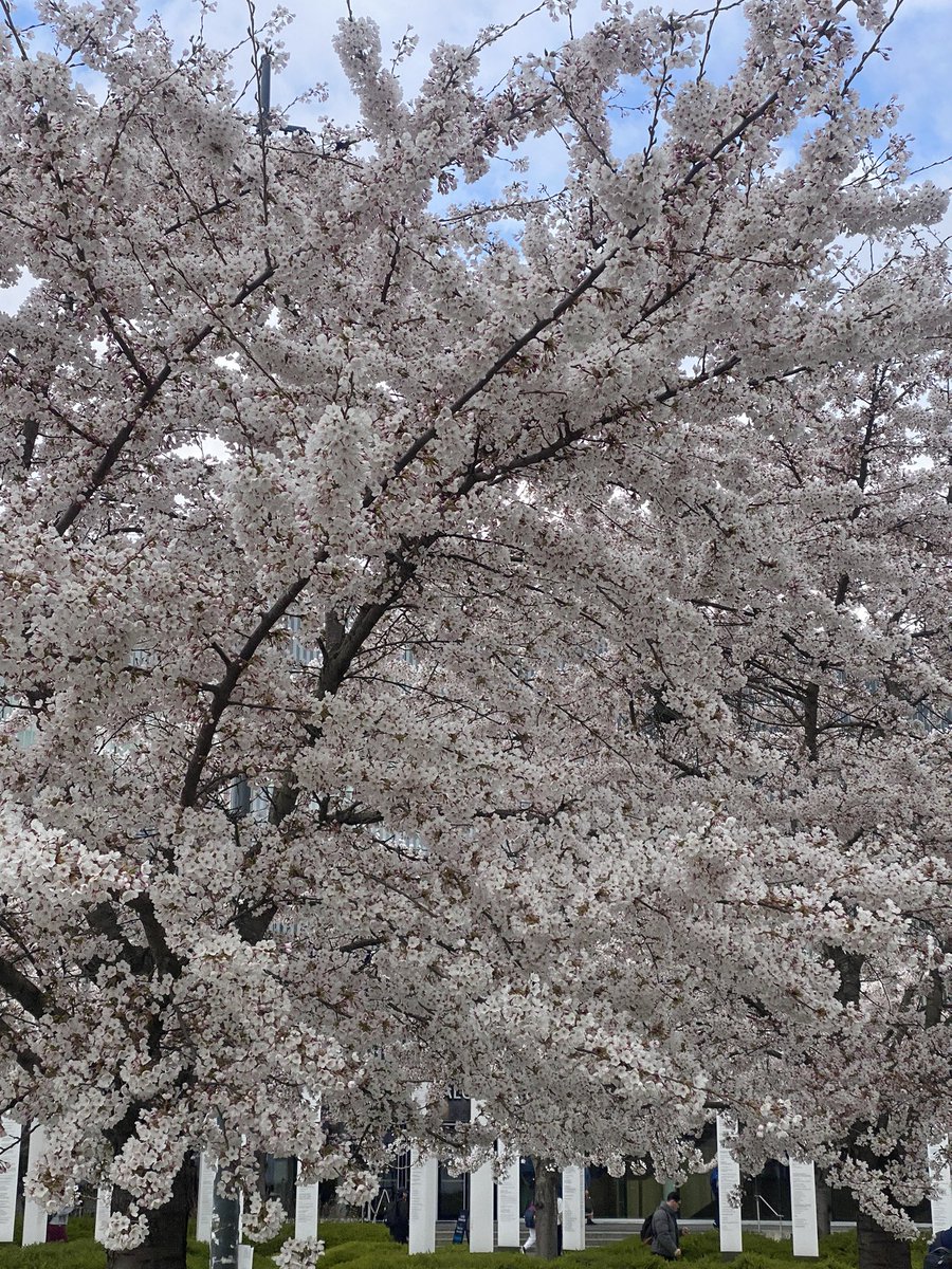 marcelorv24's tweet photo. 🌸�� https://t.co/JQ4Ty8rz5K