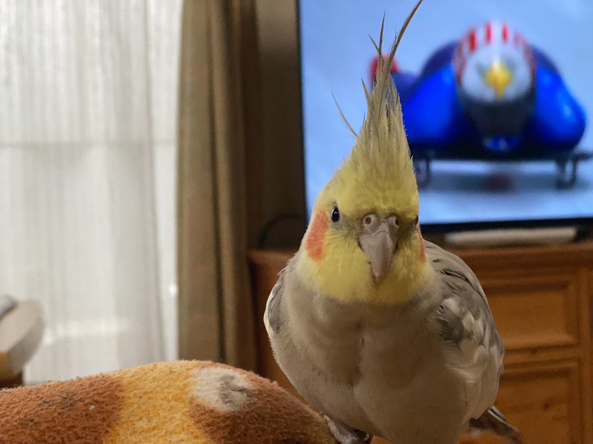 mikarinn2002's tweet photo. #迷い鳥 #迷いインコ #オカメインコ #オカメインコシナモン #脚に銀色の輪 #沼津駅北
かわいいノアちゃん。4月4日にいなくなりました。雨が降ったり寒かったりして無事でいるかわかりません。
#よろしくお願いします https://t.co/Ljp36QWjVY