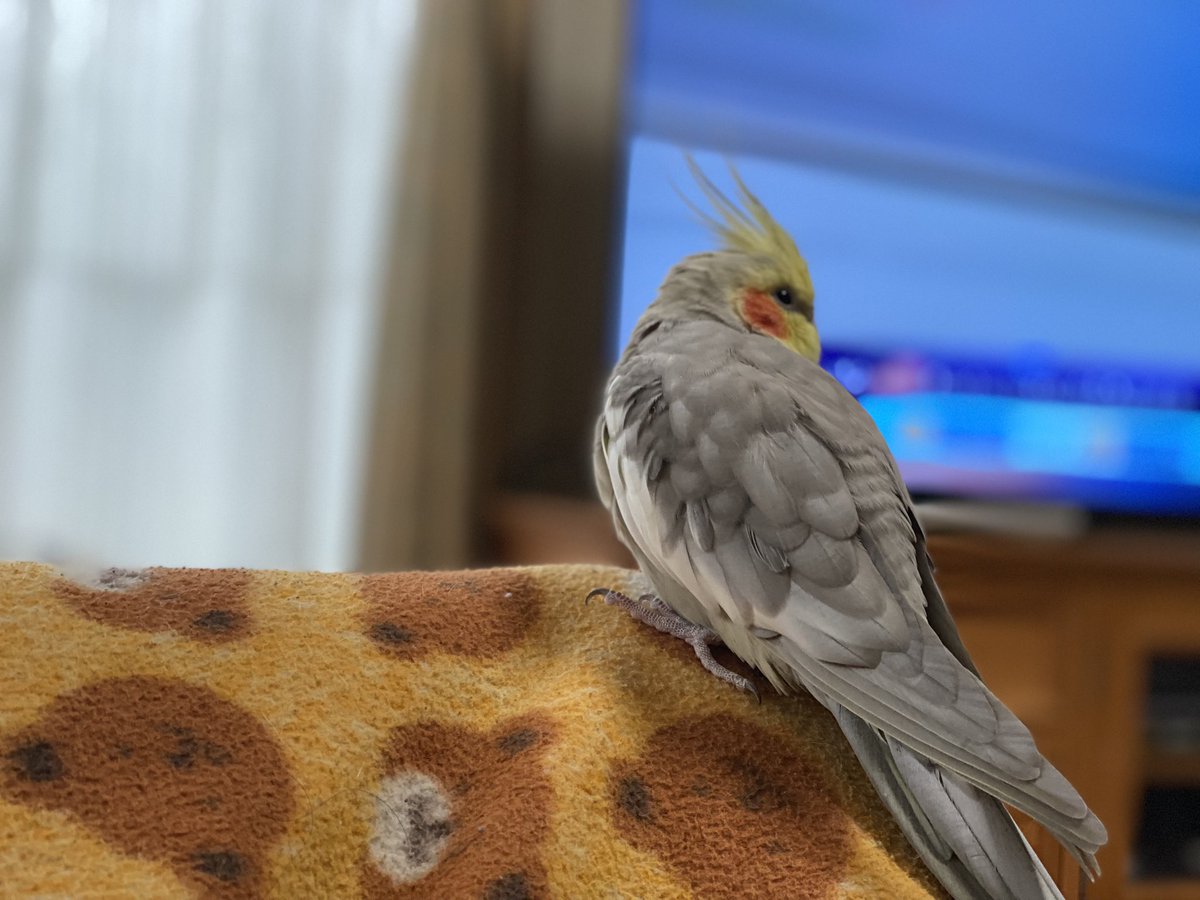 mikarinn2002's tweet photo. #迷い鳥 #迷いインコ #オカメインコ #オカメインコシナモン #脚に銀色の輪 #沼津駅北
かわいいノアちゃん。4月4日にいなくなりました。雨が降ったり寒かったりして無事でいるかわかりません。
#よろしくお願いします https://t.co/Ljp36QWjVY