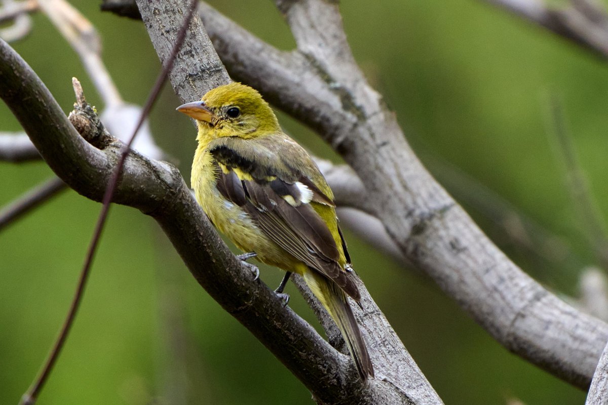 Brennan Moore tweet media